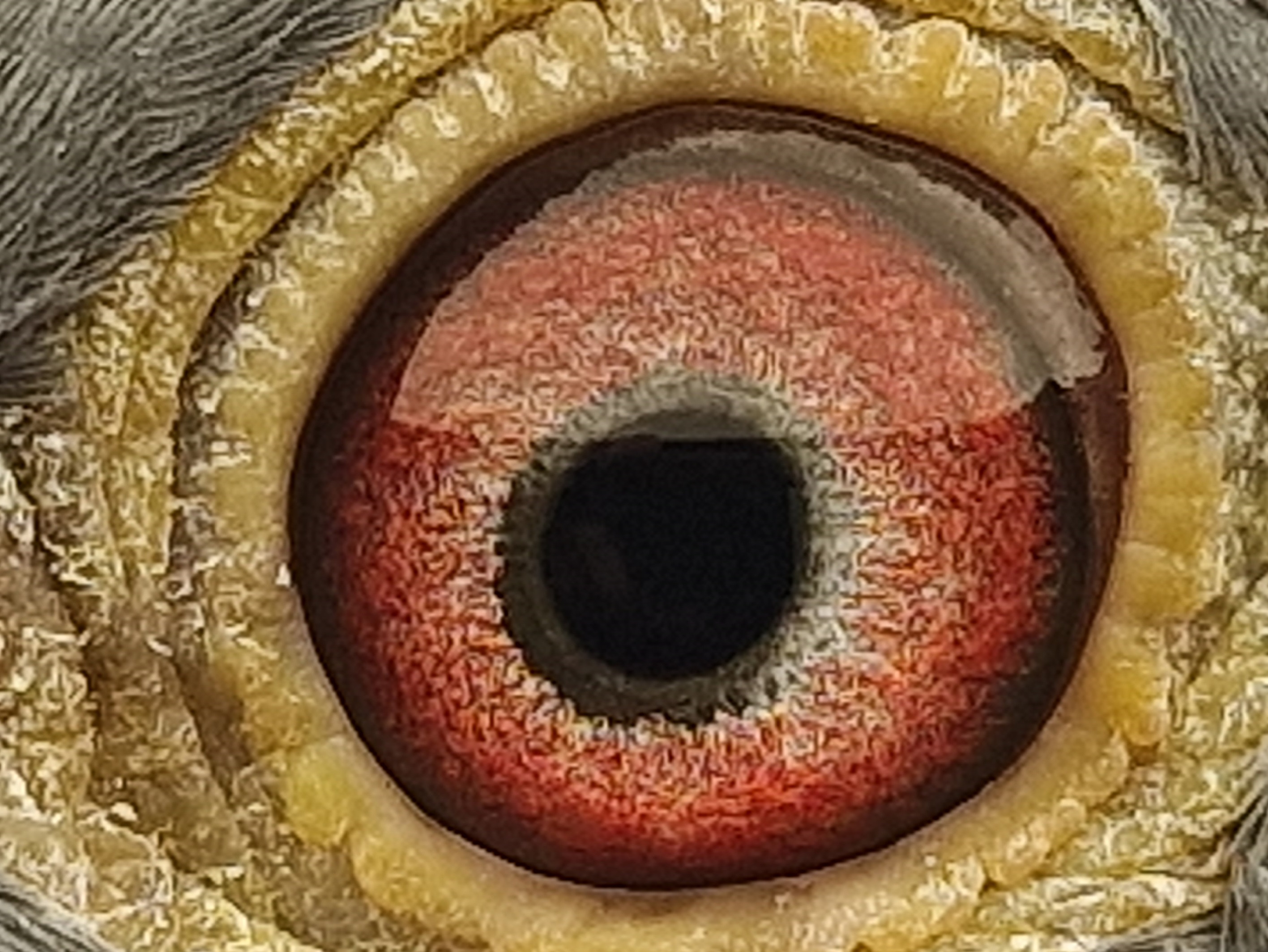 Pigeon eye